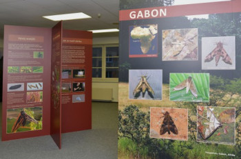 Museum Sphingidae - druhé největší muzeum lišajů na světě CHKO Brdy